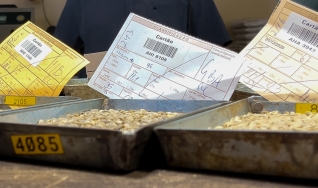 Cooxupé: Processo de recebimento de café  “às cegas”  traz mais segurança ao produtor, eleva potencial da qualidade da bebida e traz mais liquidez ao mercado