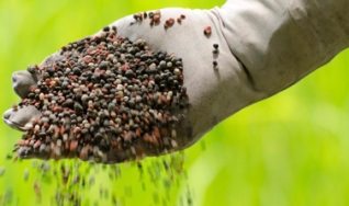 Alessandro Rabello - Consultor de Fertilizantes