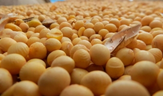 Mário Mariano Moraes Júnior - Diretor Comercial Agrosoya/Novo Rumo Commodities