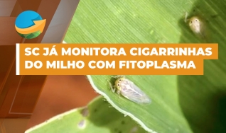 Maria Cristina Canale Rappussi da Silva - pesquisadora da Epagri - SC
