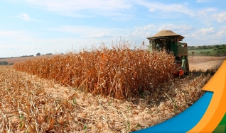 Marcílio Fernandes Marangoni - Engenheiro Agrônomo de Darcinópolis - TO