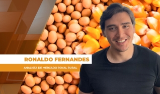Ronaldo Fernandes - Analista de Mercado Royal Rural