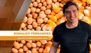 Ronaldo Fernandes - Analista de Mercado Royal Rural