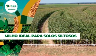André Somavilla Coord. de Pesquisa - Ctecno Araguaia