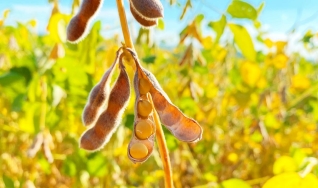 José Domingos Teixeira - Engenheiro Agrônomo e Consultor Técnico