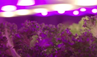 Geraldo Maia - Co-Founder Pink Farms
