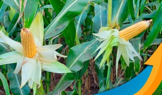 Marilson Dorigon - Produtor Rural na Região de Sertanópolis/PR