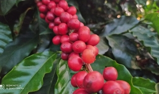 Nelson Carvalhaes - Presidente Cecafé