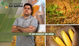 Realidades da Safra - Notícias Agrícolas