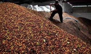 Fabiana Amaro Traina - Coordenadora da Mesa Agro da Terra Investimentos