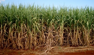 Rodrigo de Miranda - Engenheiro agrônomo e diretor da Plant Health Care Brasil