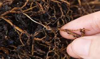Eros Francisco - Engenheiro agrônomo e doutor em Solos e Nutrição de Plantas