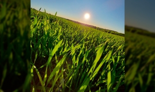 Dionatam Marquezin - Engenheiro Agrônomo