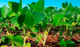 Albano Antônio Strieder - Engenheiro Agrônomo do Sindicato Rural de São Borja/RS