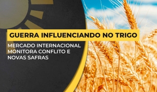 Élcio Bento - Analista da Safras & Mercado