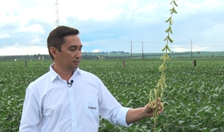 Websérie - Fanáticos por produtividade Credenz e as cultivares que se destacam no MT