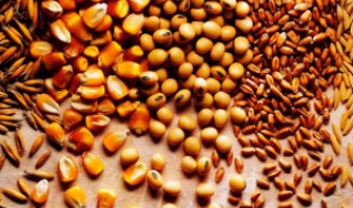 Jerusa Rech - Gerente de Defesa Agrícola da Aprosoja/MT