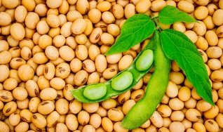 Mário Mariano Moraes Júnior - Diretor Comercial Agrosoya/Novo Rumo Commodities