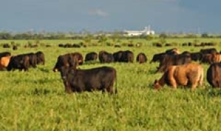 Paulo Pimentel - Líder de Mark. da Linha Pastagem da Corteva Agriscience para Brasil