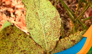 Lenisson Carvalho - Gerente de Marketing de Grandes Culturas da Ourofino Agrociência