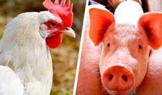 Rodrigo da Silveira Nicoloso - Pesquisador Embrapa Suínos e Aves