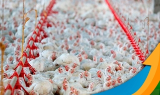 Ahmad Saifi - Diretor de Operações da CDIAL Halal