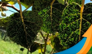 Epagri identificou 1º caso no Brasil da doença da mancha de ferrugem negra em árvores de kiwi