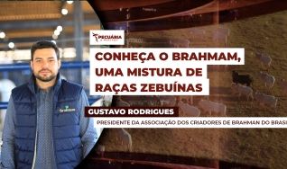 Gustavo Rodrigues - Presidente da Associação dos Criadores de Brahman do Brasil
