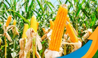 Ademar Oliveira - Gerente de Produtos de Milho da Bayer