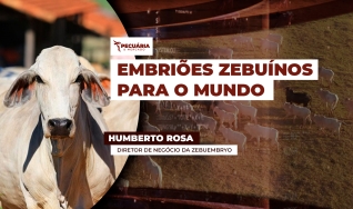 Humberto Rosa - Diretor de Negócio da Zebuembryo
