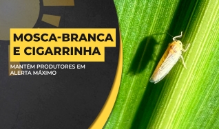 Igor Sena - Gerente Técnico da Nitro