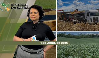 Realidades da Safra - Notícias Agrícolas