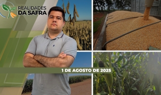 Realidades da Safra - Notícias Agrícolas
