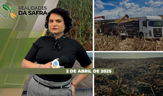 Realidades da Safra - Notícias Agrícolas