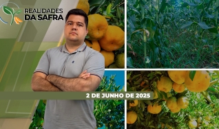 Realidades da Safra - Notícias Agrícolas