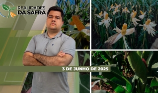 Realidades da Safra - Notícias Agrícolas