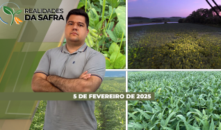 Realidades da Safra - Notícias Agrícolas
