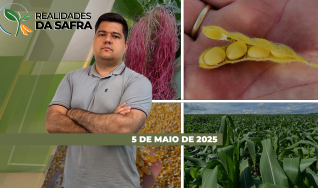 Realidades da Safra - Notícias Agrícolas