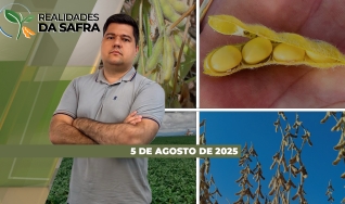 Realidades da Safra - Notícias Agrícolas