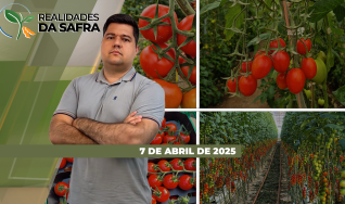Realidades da Safra - Notícias Agrícolas