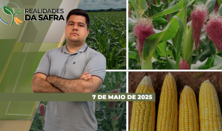 Realidades da Safra - Notícias Agrícolas