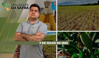 Realidades da Safra - Notícias Agrícolas