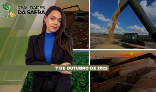 Realidades da Safra - Notícias Agrícolas