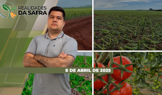 Realidades da Safra - Notícias Agrícolas