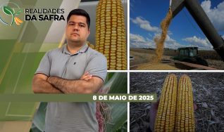 Realidades da Safra - Notícias Agrícolas