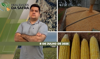 Realidades da Safra - Notícias Agrícolas
