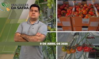Realidades da Safra - Notícias Agrícolas