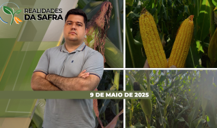 Realidades da Safra - Notícias Agrícolas