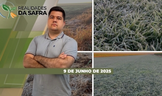 Realidades da Safra - Notícias Agrícolas
