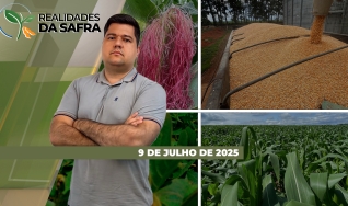 Realidades da Safra - Notícias Agrícolas